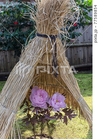 冬のボタン 寒牡丹 真冬のかわいい牡丹の花 冬のボタン 寒牡丹 真冬のかわいい牡丹の花 77589854