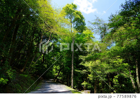 奈良・五月の春日山原始林 奈良・五月の春日山原始林 77589876
