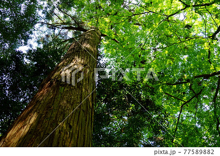 奈良・五月の春日山原始林 77589882