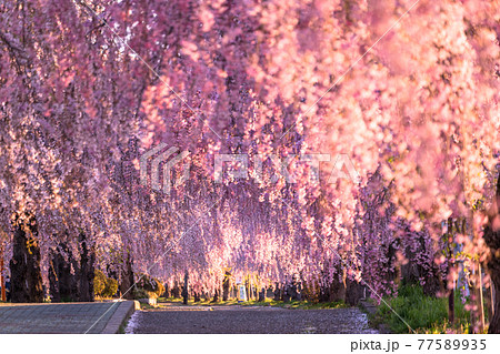 《福島県》日中線しだれ桜並木・早朝 77589935