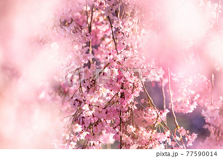 《福島県》日中線しだれ桜並木・早朝 77590014