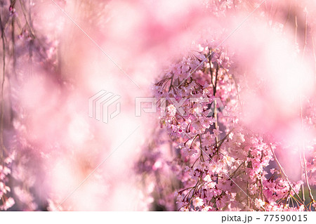 《福島県》日中線しだれ桜並木・早朝 77590015