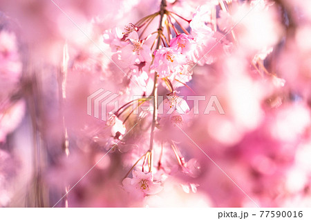 《福島県》日中線しだれ桜並木・早朝 77590016