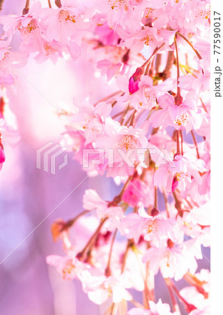 《福島県》日中線しだれ桜並木・早朝 77590017