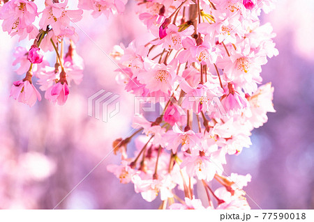 《福島県》日中線しだれ桜並木・早朝 77590018