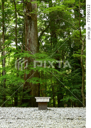 伊勢神宮の神秘的な風景 伊勢神宮の神秘的な風景 77590112