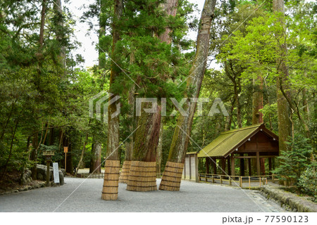 伊勢神宮の神秘的な風景 伊勢神宮の神秘的な風景 77590123