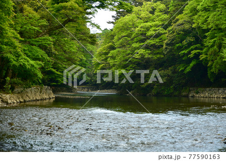 伊勢神宮の神秘的な風景 77590163