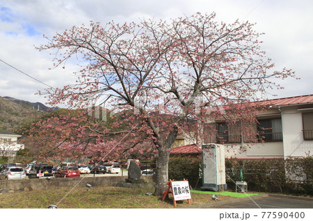 豊泉の桜（河津桜） 77590400