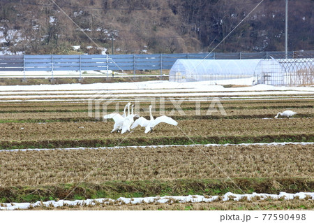 庄内平野　田んぼに飛来した白鳥の群れ 77590498