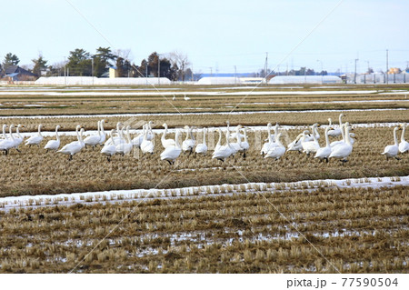 庄内平野 田んぼに飛来した白鳥の群れの写真素材