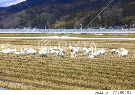 庄内平野 田んぼに飛来した白鳥の群れの写真素材