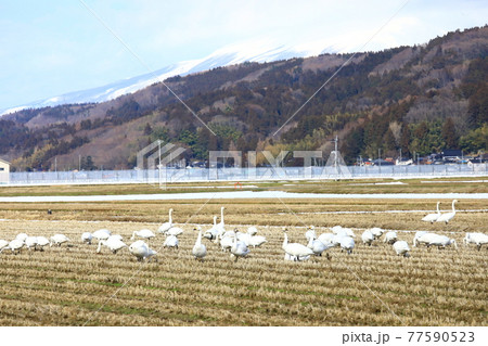 庄内平野　田んぼに飛来した白鳥の群れ 77590523