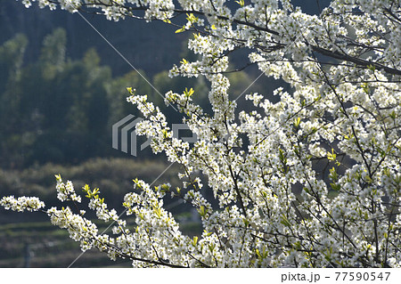 すももの花 香川県高松市牟礼町 の写真素材