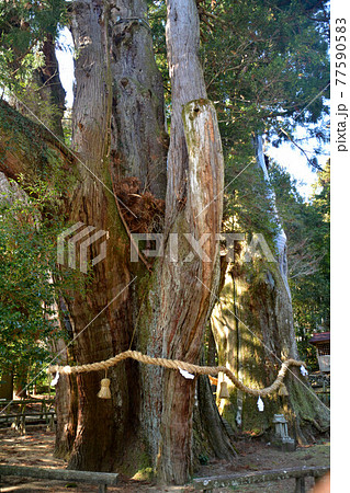日本一の大杉（高知県大豊町） 77590583
