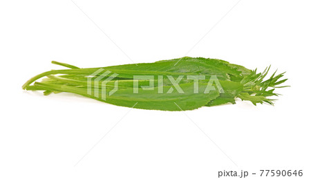 fresh Long Coriander leaves isolated on the white background 77590646
