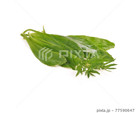 fresh Long Coriander leaves isolated on the white background fresh Long Coriander leaves isolated on the white background 77590647