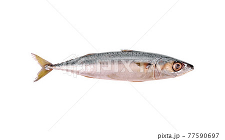 Fresh saba fish (Mackerel) isolated on white background. 77590697