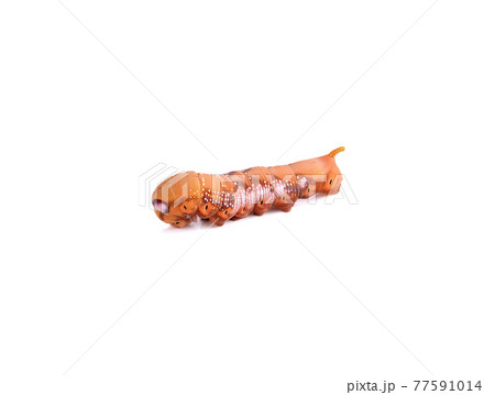 Moth caterpillar on isolate background 77591014