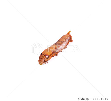 Moth caterpillar on isolate background Moth caterpillar on isolate background 77591015