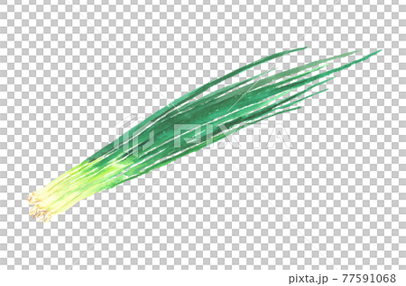 用水彩繪製的大蔥插圖 用水彩繪製的大蔥插圖 77591068