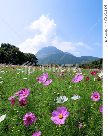 しまばら火張山花公園のコスモス畑 長崎県島原市 の写真素材