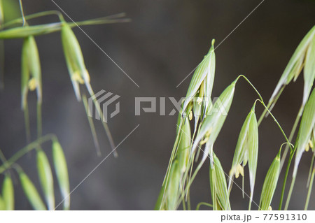 花が咲いたカラスムギのマクロ写真（燕麦・オーツ麦） 77591310