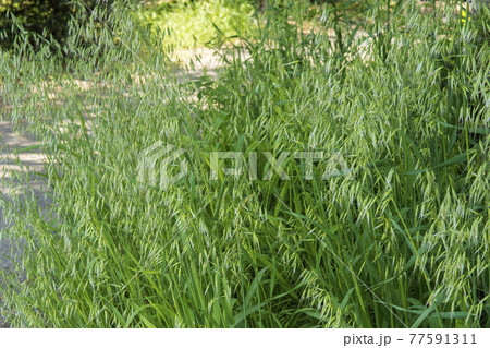 花が咲いた道端のカラスムギ（燕麦・オーツ麦） 77591311