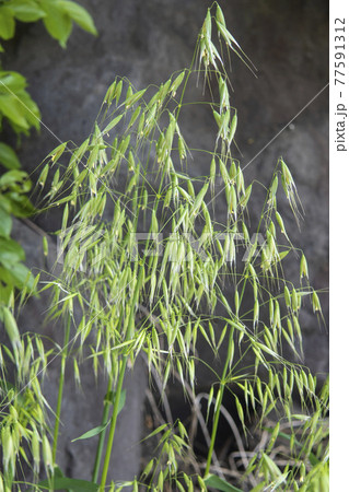 小穗が沢山付いたカラスムギ(燕麦・オーツ麦) 小穗が沢山付いたカラスムギ(燕麦・オーツ麦) 77591312