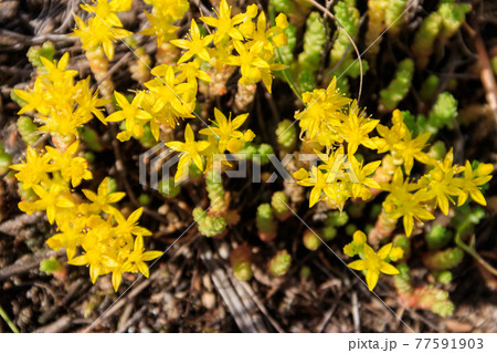 Goldmoss stonecrop flowers (Sedum acre) on meadow Goldmoss stonecrop flowers (Sedum acre) on meadow 77591903