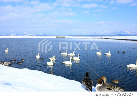 真室川 野々村ため池に飛来した白鳥の群れ 真室川 野々村ため池に飛来した白鳥の群れ 77592027