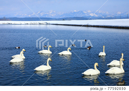 真室川　野々村ため池に飛来した白鳥の群れ 77592030