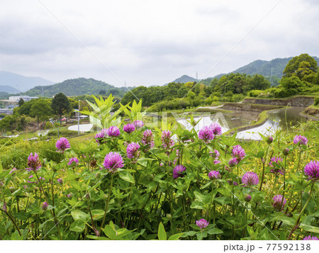 ムラサキツメクサの咲く風景 77592138