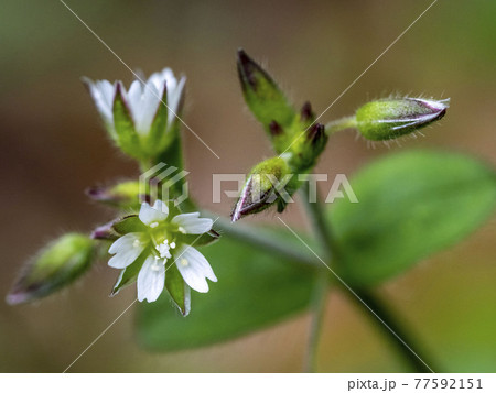 ミミナグサの花 ミミナグサの花 77592151