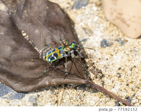 枯れ葉の上に居るハンミョウ 77592152