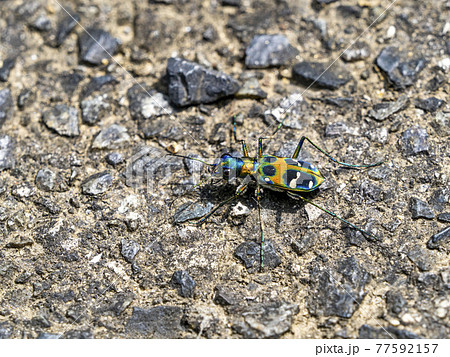 道の上に居るハンミョウ 77592157
