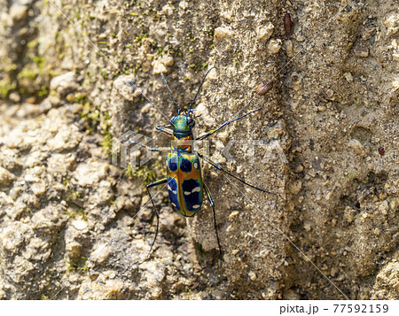 土の崖に居るハンミョウ 77592159