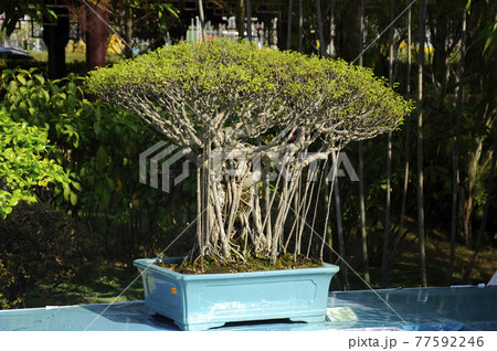 PUTRAJAYA, MALAYSIA -AUGUST 25, 2018: Bonsai tree display by owner for the public in Royal Floria Putrajaya Garden, Malaysia. Exhibited in various forms according to the creativity of the owner. 77592246