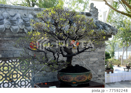 PUTRAJAYA, MALAYSIA -AUGUST 25, 2018: Bonsai tree display by owner for the public in Royal Floria Putrajaya Garden, Malaysia. Exhibited in various forms according to the creativity of the owner. PUTRAJAYA, MALAYSIA -AUGUST 25, 2018: Bonsai tree display by owner for the public in Royal Floria Putrajaya Garden, Malaysia. Exhibited in various forms according to the creativity of the owner. 77592248
