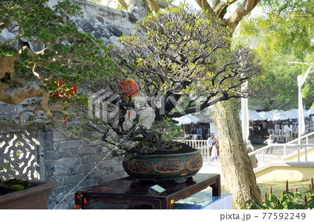 PUTRAJAYA, MALAYSIA -AUGUST 25, 2018: Bonsai tree display by owner for the public in Royal Floria Putrajaya Garden, Malaysia. Exhibited in various forms according to the creativity of the owner. 77592249