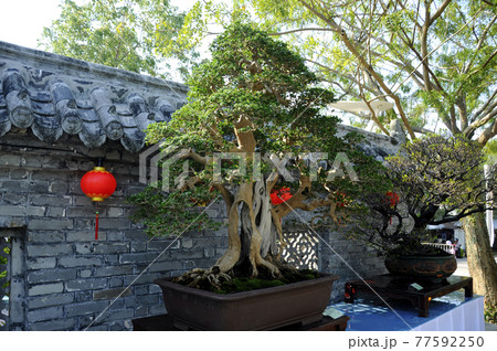 PUTRAJAYA, MALAYSIA -AUGUST 25, 2018: Bonsai tree display by owner for the public in Royal Floria Putrajaya Garden, Malaysia. Exhibited in various forms according to the creativity of the owner. PUTRAJAYA, MALAYSIA -AUGUST 25, 2018: Bonsai tree display by owner for the public in Royal Floria Putrajaya Garden, Malaysia. Exhibited in various forms according to the creativity of the owner. 77592250