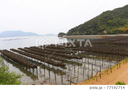 似島(牡蠣養殖) 77592754