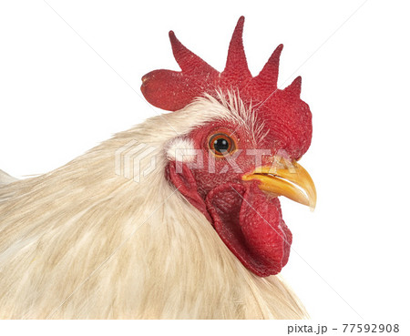 pekin bantam in studio pekin bantam in studio 77592908
