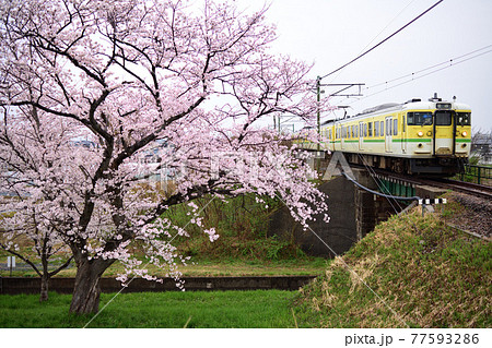 満開の桜と築堤を駆けあがる越後線115系ローカル電車 77593286