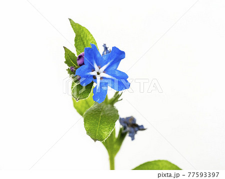 白バックのホタルカズラの花 白バックのホタルカズラの花 77593397