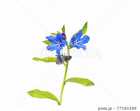 白バックのホタルカズラの花 白バックのホタルカズラの花 77593399