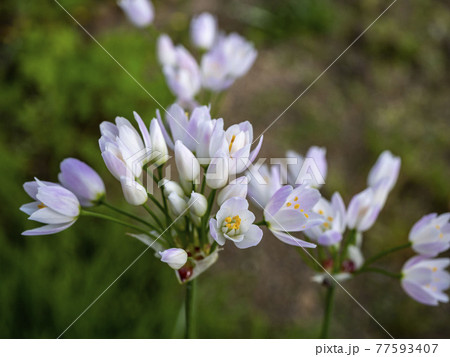 ハタケニラの花 ハタケニラの花 77593407
