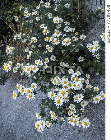 野路菊の白い花の写真素材