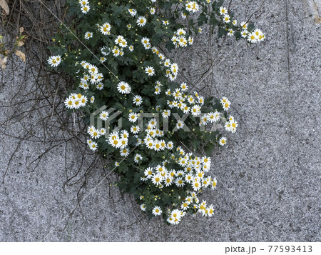 野路菊の白い花 野路菊の白い花 77593413