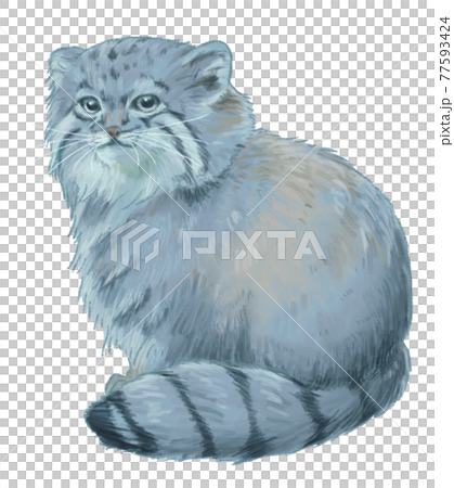 リアルタッチの座っているマヌルネコ 77593424